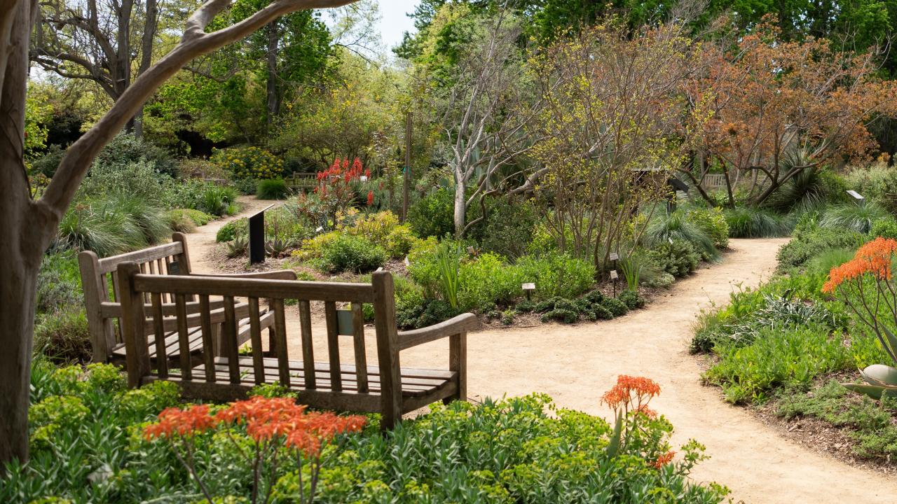 The UC Davis Arboretum in spring
